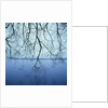 Tree Branch over Lake by Anonymous