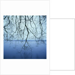 Tree Branch over Lake by Anonymous