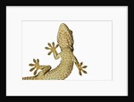 Tokay Gecko From Below by Anonymous