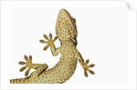 Tokay Gecko From Below by Anonymous