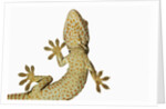 Tokay Gecko From Below by Anonymous