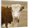 Hereford Cow on New Zealand's South Island by Anonymous
