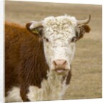 Hereford Cow on New Zealand's South Island by Anonymous