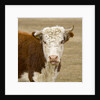 Hereford Cow on New Zealand's South Island by Anonymous