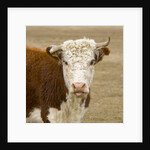 Hereford Cow on New Zealand's South Island by Anonymous