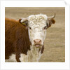 Hereford Cow on New Zealand's South Island by Anonymous