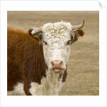 Hereford Cow on New Zealand's South Island by Anonymous