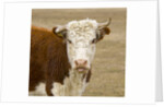 Hereford Cow on New Zealand's South Island by Anonymous