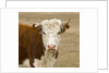 Hereford Cow on New Zealand's South Island by Anonymous
