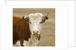 Hereford Cow on New Zealand's South Island by Anonymous