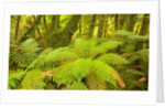 Forest on West Coast of New Zealand's South Island by Anonymous