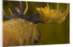 Close-Up of Moose Bull with Large Antlers by Anonymous