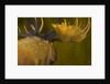 Close-Up of Moose Bull with Large Antlers by Anonymous