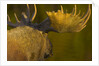 Close-Up of Moose Bull with Large Antlers by Anonymous
