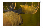 Close-Up of Moose Bull with Large Antlers by Anonymous
