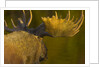 Close-Up of Moose Bull with Large Antlers by Anonymous
