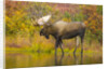 Moose Bull in Pond in Alaska by Anonymous