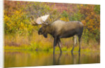 Moose Bull in Pond in Alaska by Anonymous