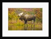Moose Bull in Pond in Alaska by Anonymous
