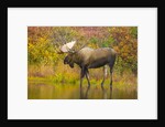 Moose Bull in Pond in Alaska by Anonymous