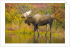 Moose Bull in Pond in Alaska by Anonymous