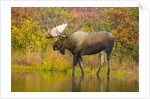 Moose Bull in Pond in Alaska by Anonymous