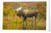 Moose Bull in Pond in Alaska by Anonymous