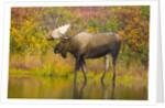 Moose Bull in Pond in Alaska by Anonymous