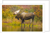 Moose Bull in Pond in Alaska by Anonymous