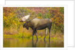 Moose Bull in Pond in Alaska by Anonymous