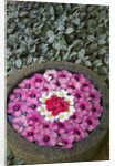 Stone Bowl Filled with Plumeria Blossoms by Anonymous