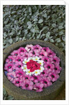 Stone Bowl Filled with Plumeria Blossoms by Anonymous