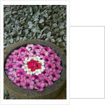Stone Bowl Filled with Plumeria Blossoms by Anonymous