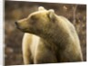 Grizzly Bear Female in Tundra by Anonymous
