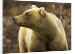 Grizzly Bear Female in Tundra by Anonymous