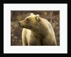 Grizzly Bear Female in Tundra by Anonymous