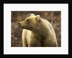 Grizzly Bear Female in Tundra by Anonymous