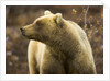 Grizzly Bear Female in Tundra by Anonymous