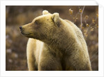 Grizzly Bear Female in Tundra by Anonymous
