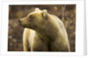Grizzly Bear Female in Tundra by Anonymous
