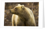 Grizzly Bear Female in Tundra by Anonymous