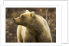 Grizzly Bear Female in Tundra by Anonymous