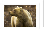 Grizzly Bear Female in Tundra by Anonymous