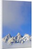 Grand Teton Range by Anonymous