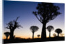 Silhouettes of Trees at Dusk by Anonymous