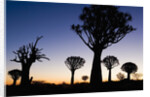Silhouettes of Trees at Dusk by Anonymous