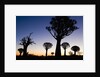 Silhouettes of Trees at Dusk by Anonymous