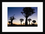Silhouettes of Trees at Dusk by Anonymous