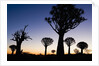 Silhouettes of Trees at Dusk by Anonymous