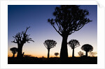 Silhouettes of Trees at Dusk by Anonymous